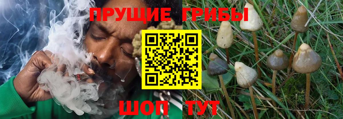 Ялуторовск  Псилоцибиновые грибы Psilocybe  Вход с VPN  Псилоцибиновые грибы Magic Shrooms 